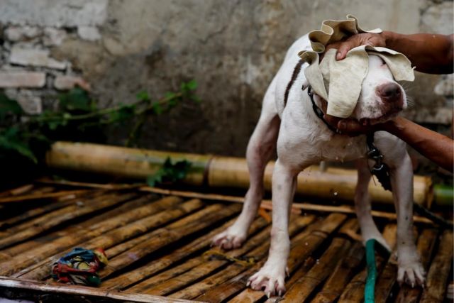 Adu Celeng vs Anjing Dibilang Keji, Tapi Terlanjur Jadi Tradisi