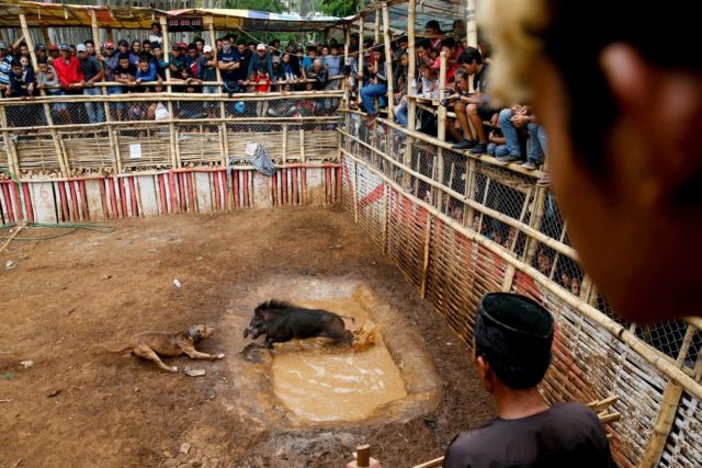 Adu Celeng vs Anjing Dibilang Keji, Tapi Terlanjur Jadi Tradisi