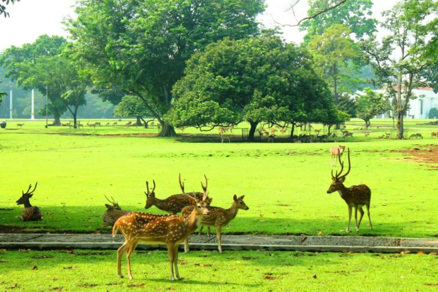 Kumpulan kijang di sekitar halaman Istana Negara Bogor