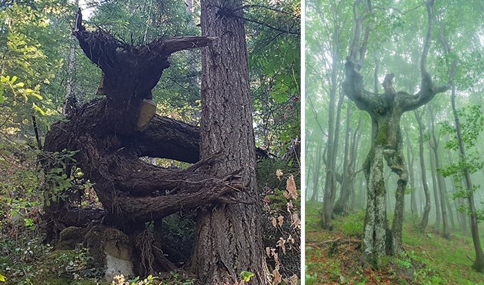 15 Pohon Aneh yang Bentuknya Bikin Ngeri. Ini Pohon Atau Jelmaan Makhluk Aneh ya?