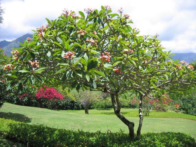 pohon kamboja