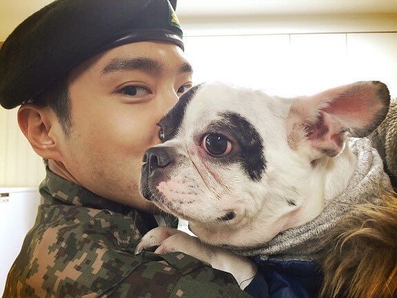 Bugsy, Anjing Siwon Suju Gigit CEO Restoran Hingga Meninggal