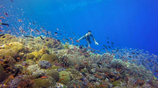 Keindahan bawah laut perairan Alor