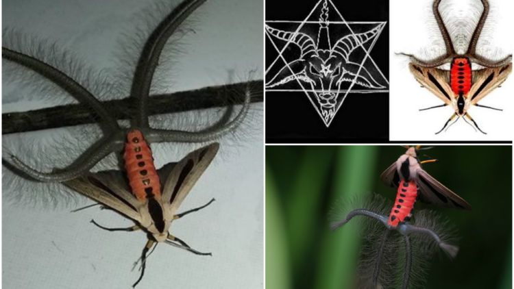 Creatonotos Gangis, Ini Lho Serangga Seram yang Bikin Orang Ketakutan