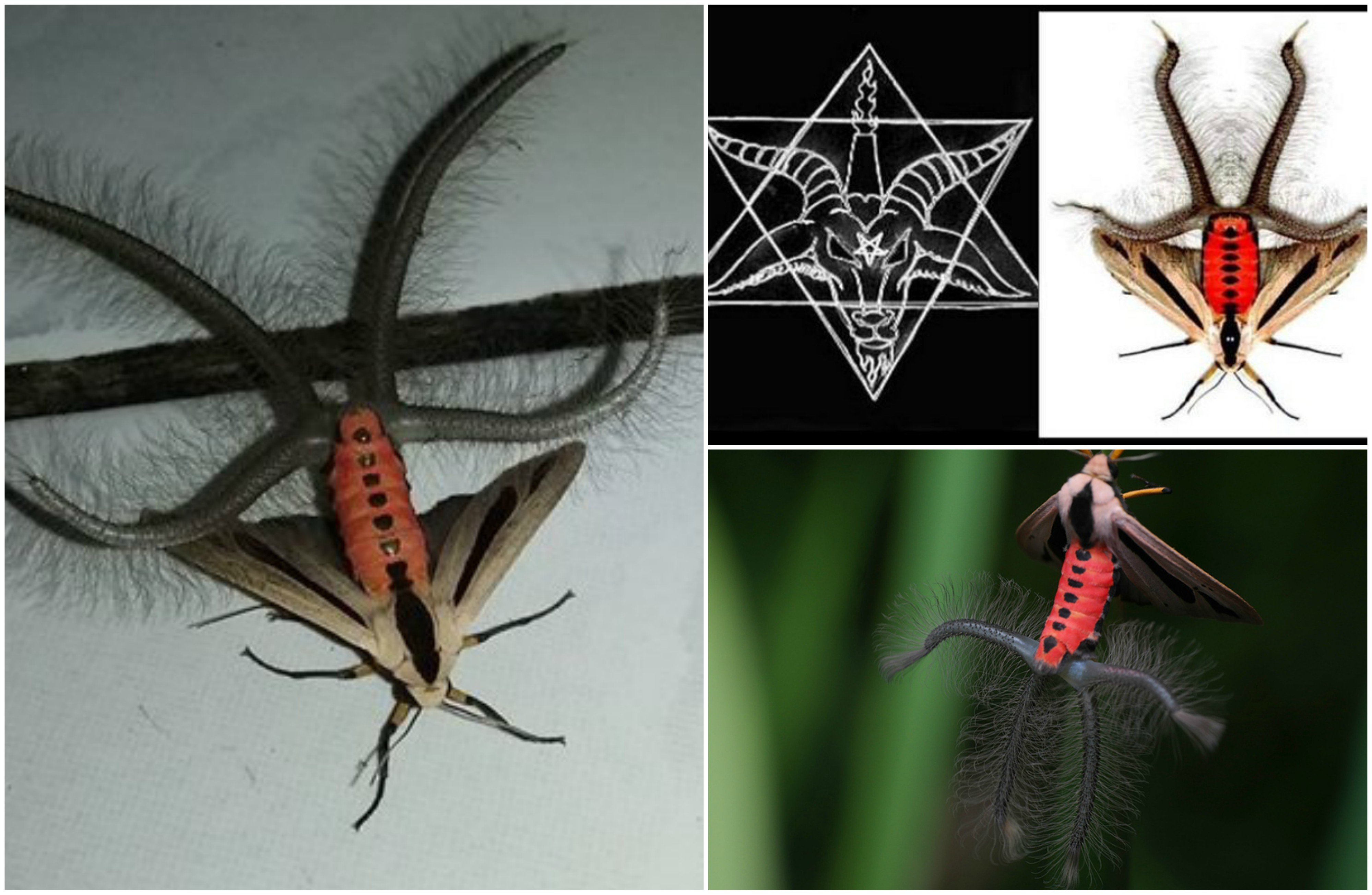 Creatonotos Gangis, Ini Lho Serangga Seram yang Bikin Orang Ketakutan