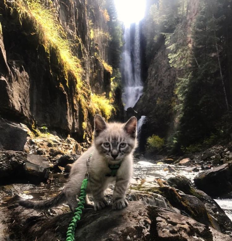 Potret Persahabatan Kucing dan Anjing yang Traveling Bareng Ini Bikin Baper! Unyu Banget Sih