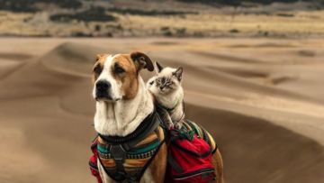 Potret Persahabatan Kucing dan Anjing yang Traveling Bareng Ini Bikin Baper! Unyu Banget Sih