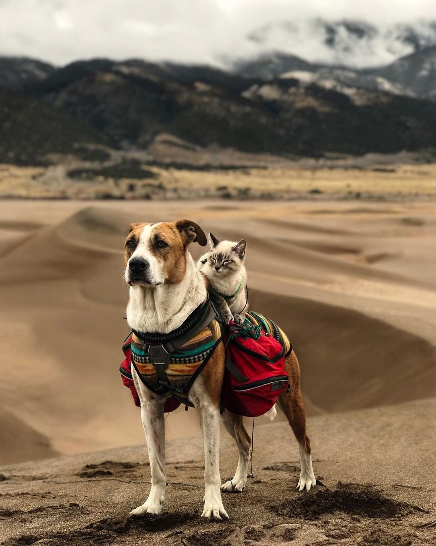 Potret Persahabatan Kucing dan Anjing yang Traveling Bareng Ini Bikin Baper! Unyu Banget Sih