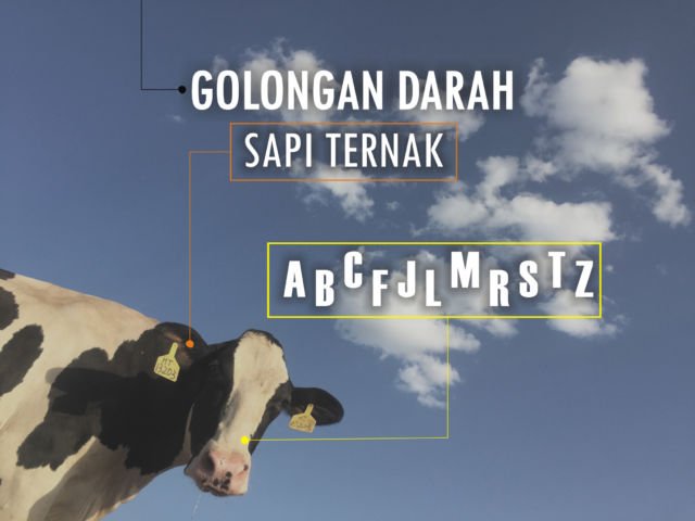 Golongan Darah Manusia Ada 4, Anjing Ternyata Punya 13. Hewan Lain Gimana Ya?!