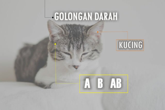 Golongan Darah Manusia Ada 4, Anjing Ternyata Punya 13. Hewan Lain Gimana Ya?!