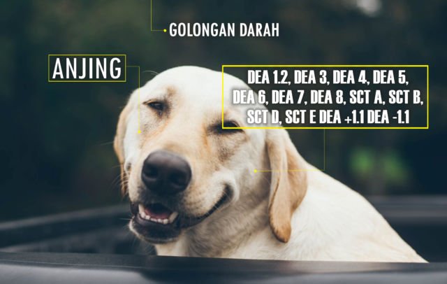 Golongan Darah Manusia Ada 4, Anjing Ternyata Punya 13. Hewan Lain Gimana Ya?!