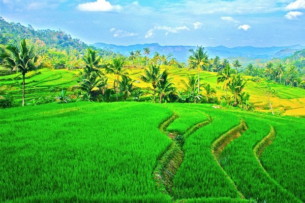 Sawah Berundak di Bruno, Purworejo