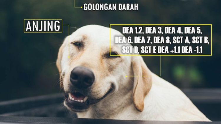 Golongan Darah Manusia Ada 4, Anjing Ternyata Punya 13. Hewan Lain Gimana Ya?!