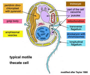 Struktur tubuh Nocticula scintillans