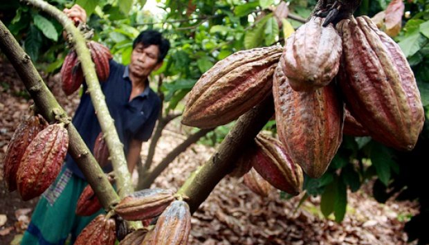 Indonesia Bakal Punya Pabrik Cokelat Terbesar di Jawa. Nggak Perlu Lagi Beli Cokelat di Luar Negeri