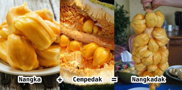 Bukan Hanya Mangga Alpukat, 10 Varian Buah Hasil Persilangan Ini Nggak Kalah Uniknya. Penasaran Deh!