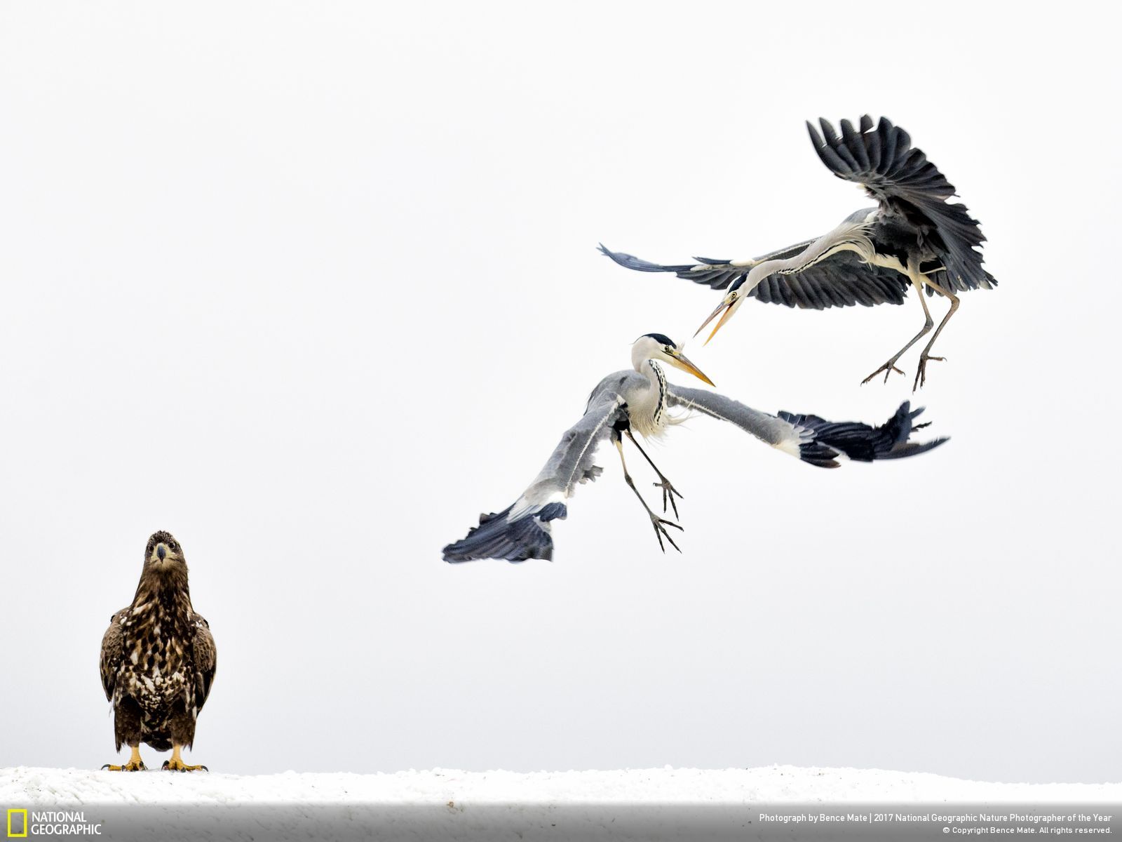 12 Foto Alam Terbaik Pemenang Kompetisi National Geographic 2017. Sangat Juara dan Berkelas Dunia!