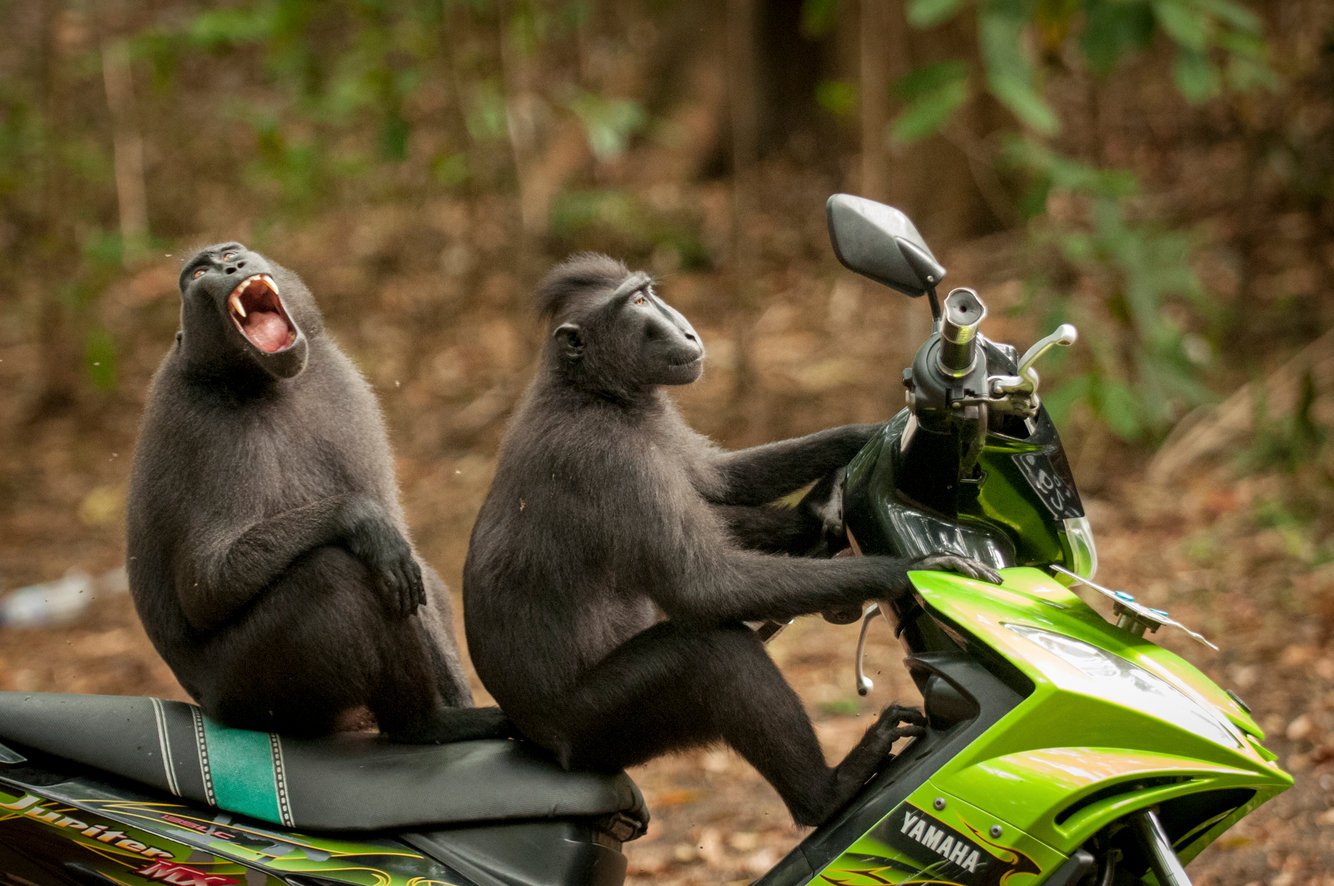 12+ Foto Pemenang Kompetisi Fotografi Comedy Wildlife Ini Keren dan Lucu Abis!