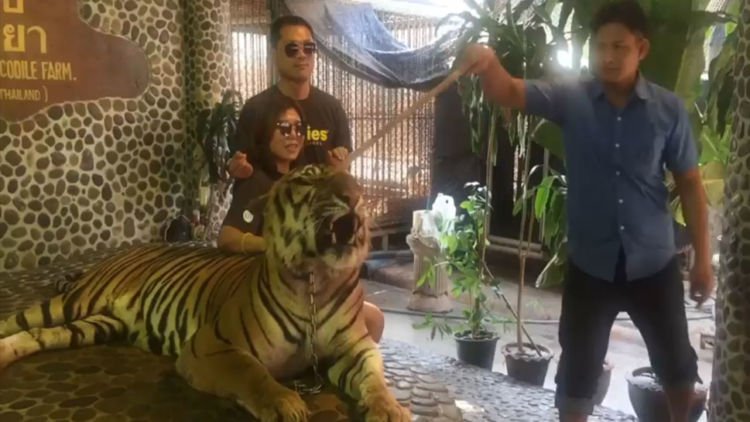 Demi Foto yang Bagus, Harimau Ini Ditusuk-tusuk Agar Mau Mengaum. Jahat Banget ya!