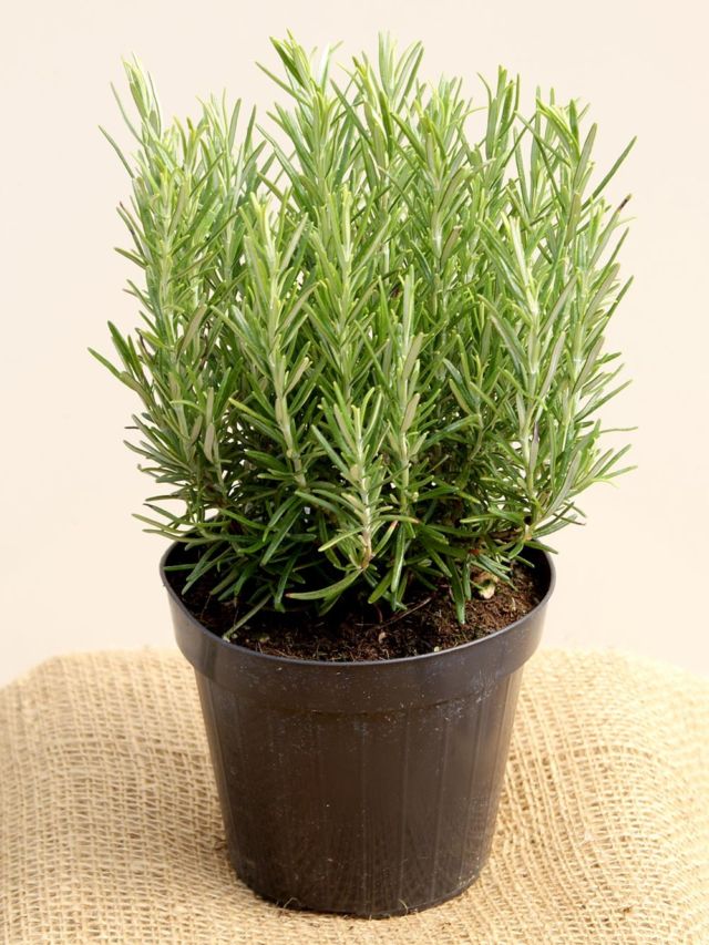 Rosemary