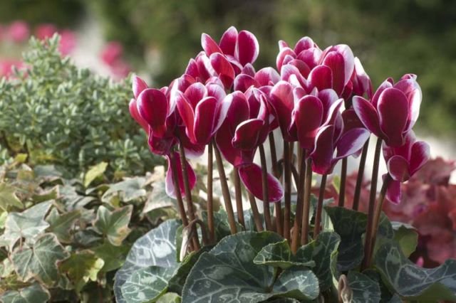 cyclamen