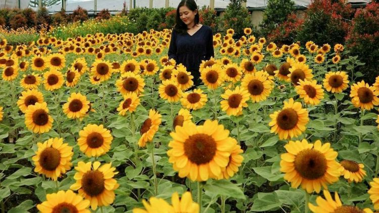 Kebun Bunga Matahari di Paris van Java, Bandung. Destinasi ‘Zaman Now’ yang Harus Kamu Datangi!