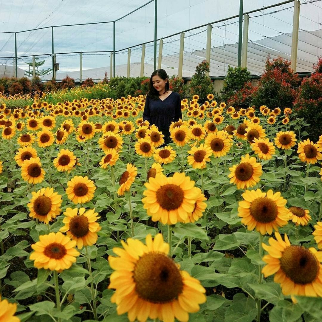 Kebun Bunga Matahari di Paris van Java, Bandung. Destinasi ‘Zaman Now’ yang Harus Kamu Datangi!