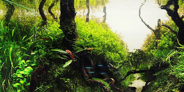 Gaya Hutan (Jungle Aquascape Style)