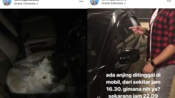 Warganet Lain Juga Pernah Pergoki Valent Ditinggal dalam Mobil. Anjing Ini Emang Perlu Diselamatkan!