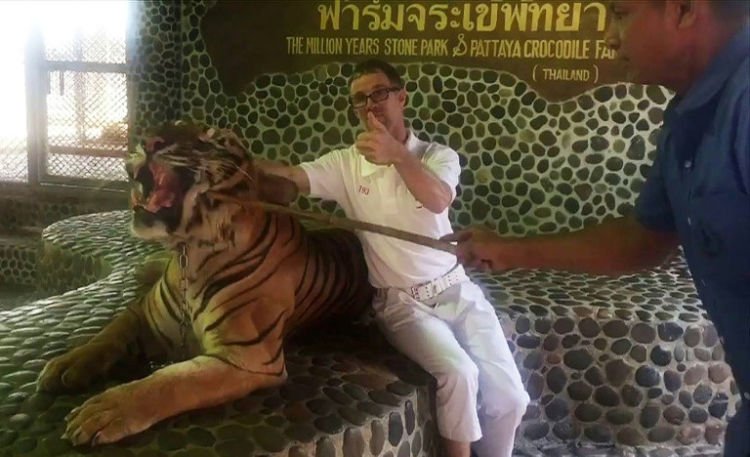 Demi Foto yang Bagus, Harimau Ini Ditusuk-tusuk Agar Mau Mengaum. Jahat Banget ya!