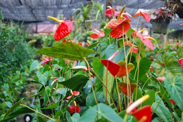 bunga anthurium