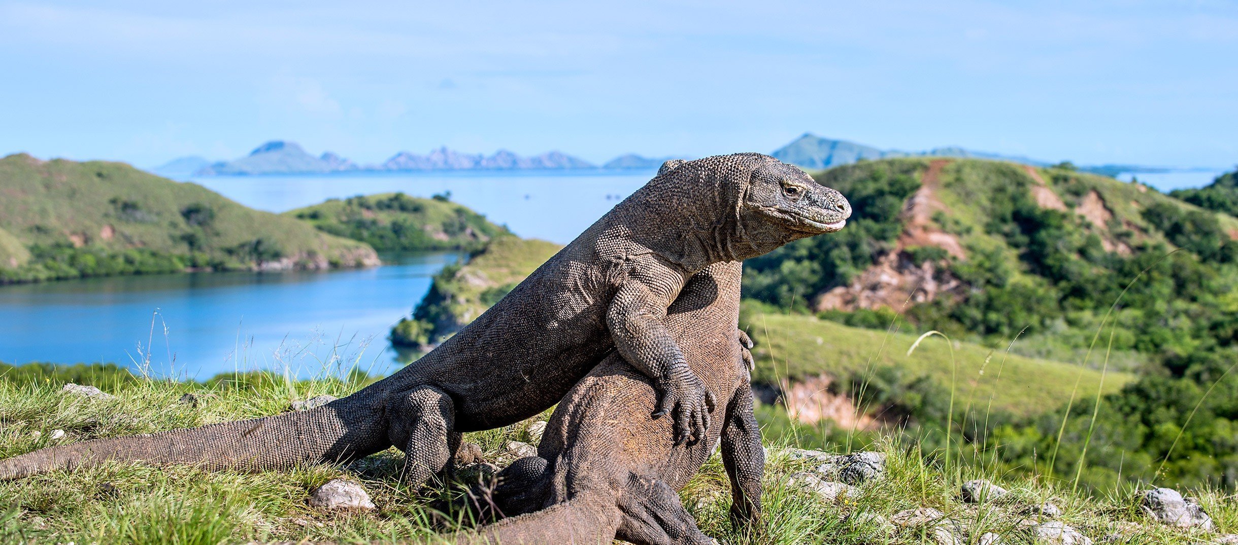 Pemprov NTT Akan Tutup Taman Nasional Komodo Selama Setahun. Pengusaha Wisata pun Kelabakan!