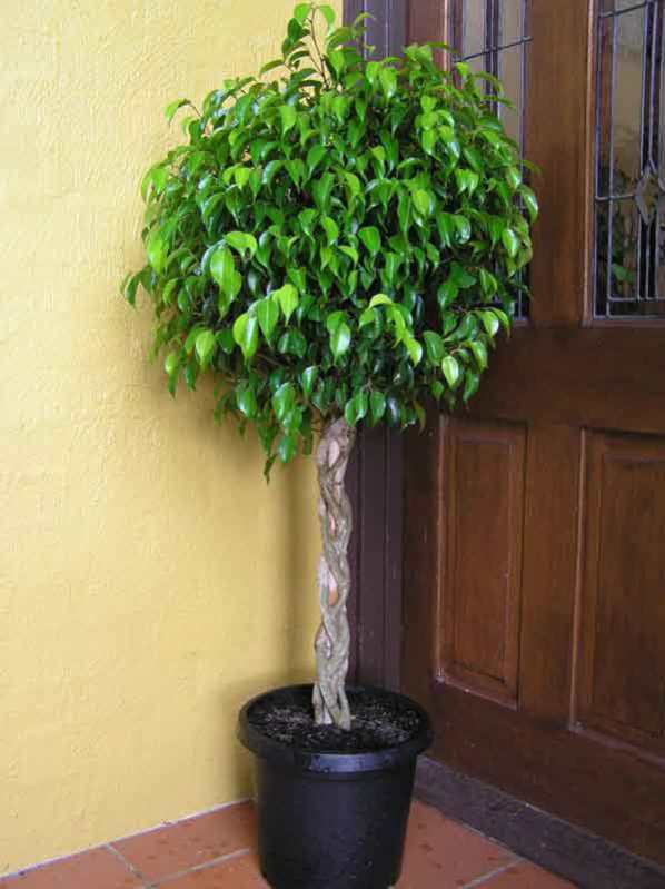 ficus benjamina