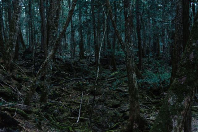 Lihat Lebih Dekat Hutan Aokigahara. Hutan yang Terkenal di Seluruh Jepang untuk Melakukan Bunuh Diri