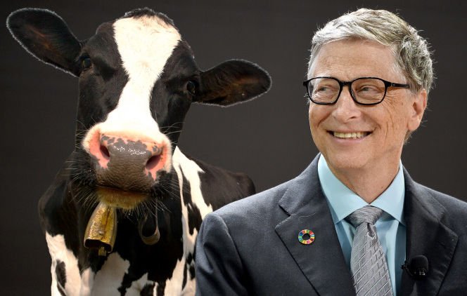 Demi Bikin ‘Sapi Super’, Bill Gates Investasikan 537 M. Ternyata Lagi-lagi Tujuannya Buat Beramal