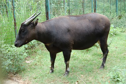 Anoa