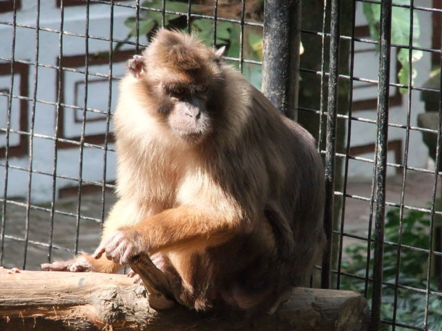 Beruk Mentawai