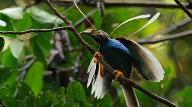 Burung Bidadari Halmahera