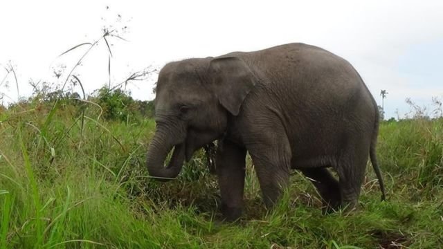 Gajah Sumatera