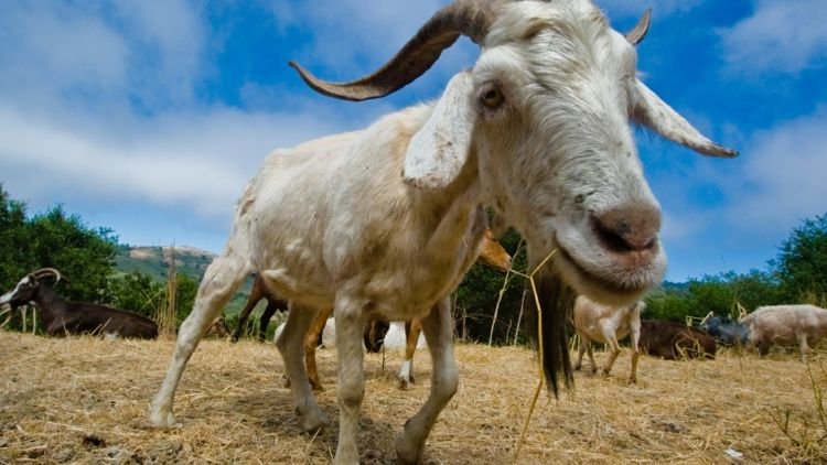 Prengus, Tapi Kok Enak? Ini Kata Sains Tentang Bau Kambing