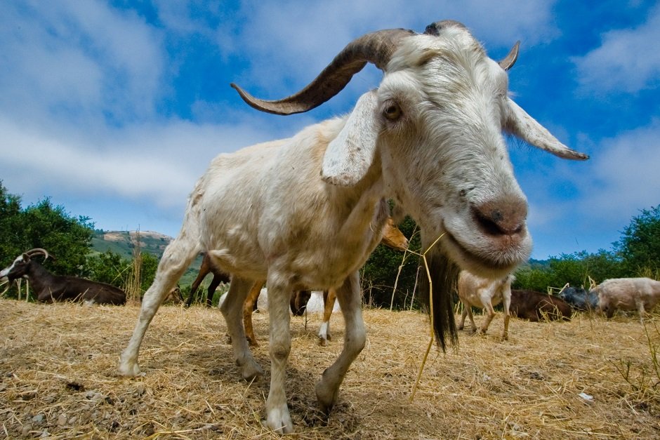 Prengus, Tapi Kok Enak? Ini Kata Sains Tentang Bau Kambing