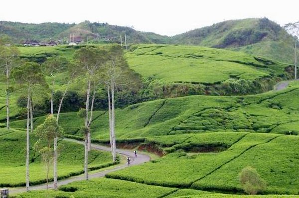 Kebun Teh Kemuning