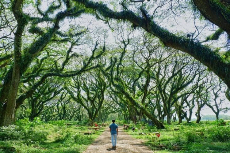 Hutan 'De Djawatan' Banyuwangi Ini Memang Hits Banget. Kaya di Film Lord of The Rings!