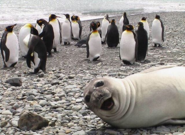 23 Photobomb dengan Hewan sebagai Biang Keroknya, Mau Mengumpat tapi Mereka Sendiri Udah Binatang :(