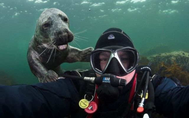 23 Photobomb dengan Hewan sebagai Biang Keroknya, Mau Mengumpat tapi Mereka Sendiri Udah Binatang :(