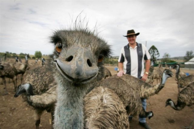 23 Photobomb dengan Hewan sebagai Biang Keroknya, Mau Mengumpat tapi Mereka Sendiri Udah Binatang :(