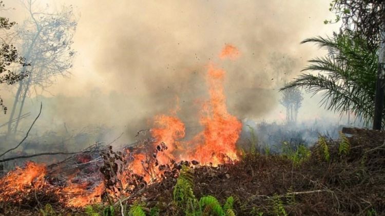 Mengulas Kerugian Akibat Kabut Asap dari Kebakaran Hutan