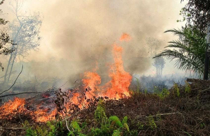 Mengulas Kerugian Akibat Kabut Asap dari Kebakaran Hutan