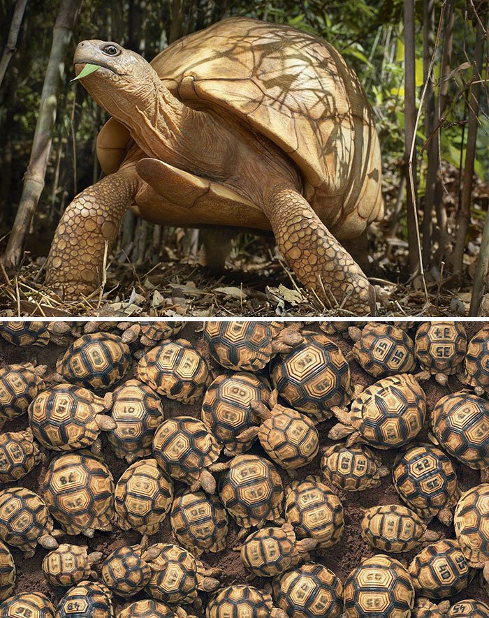 Fotografer Ini Memotret Hewan-Hewan yang Terancam Punah. Hasilnya Sungguh Menakjubkan!