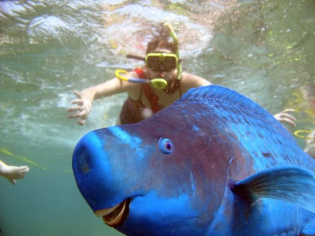 23 Photobomb dengan Hewan sebagai Biang Keroknya, Mau Mengumpat tapi Mereka Sendiri Udah Binatang :(